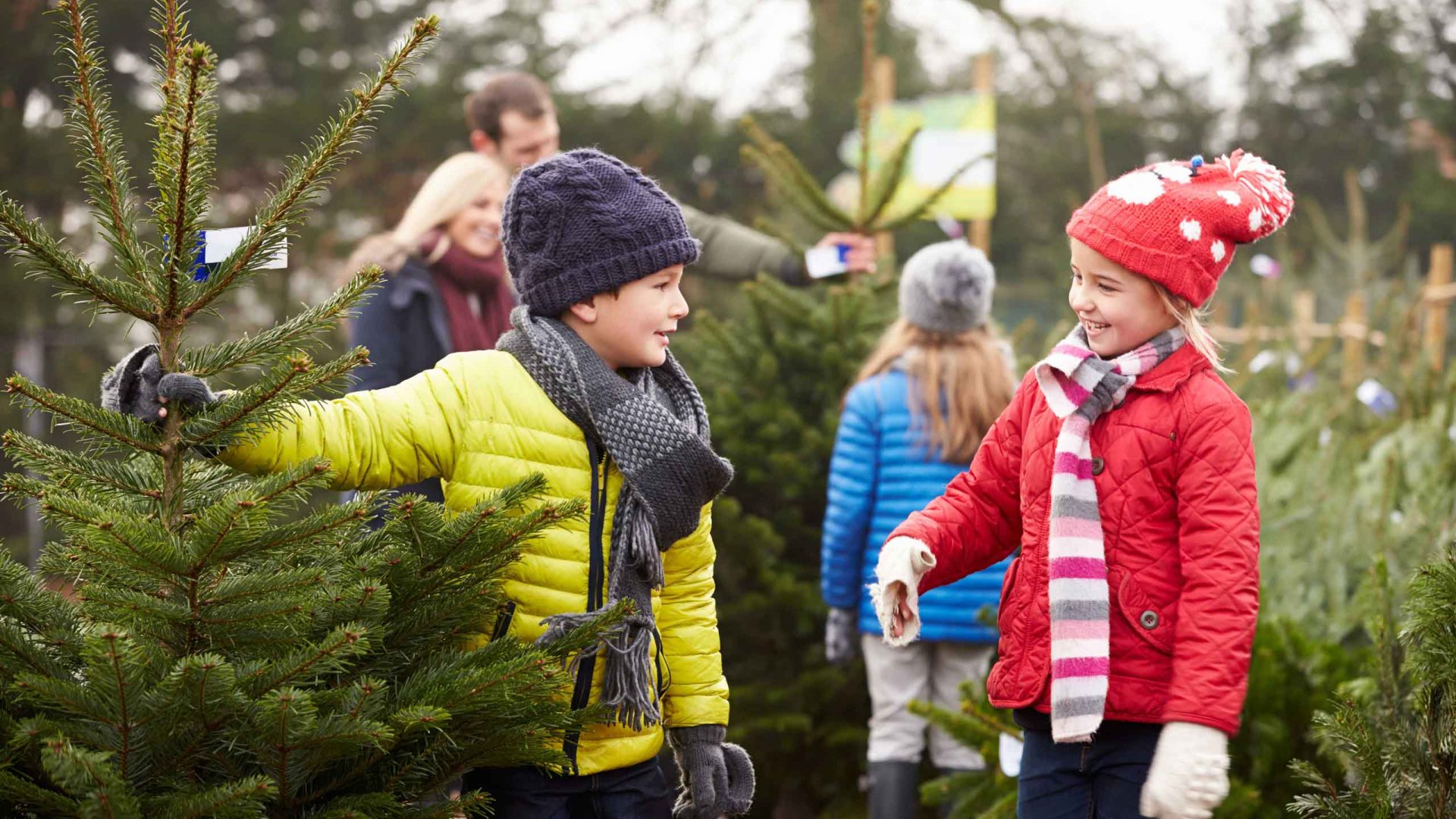 odenwaldtannen bechtold weihnachtsbaum familie kinder shutterstock